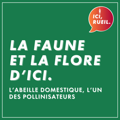La Faune et la Flore d'Ici : L'abeille domestique, l'un des pollinisateurs cover