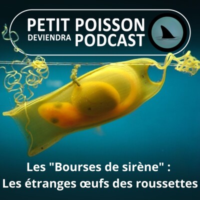S04E30 Les "bourses de sirène" : Les étranges œufs rectangulaires des roussettes cover