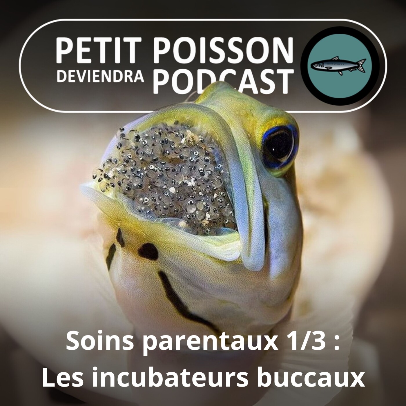 Petit Poisson deviendra Podcast