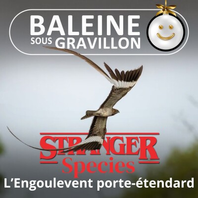 STRANGER SPECIES 1/12 : L'Engoulevent porte-étendard cover