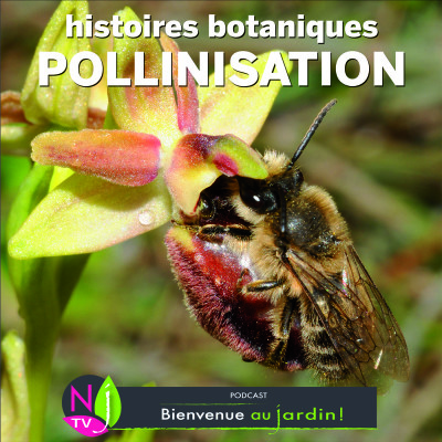 HISTOIRES BOTANIQUES: PETITS SECRETS DE LA POLLINISATION cover