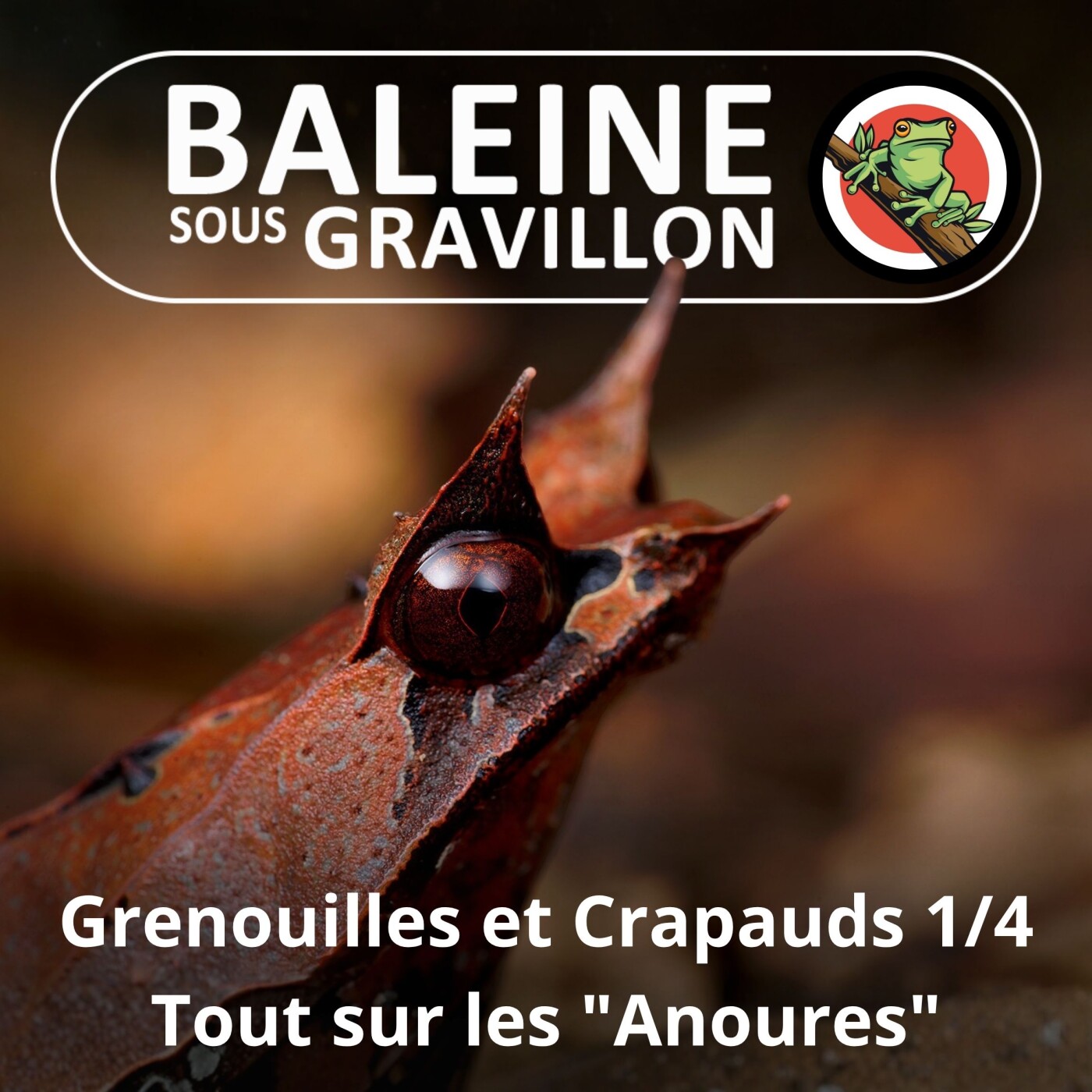 S02E62 Grenouilles et Crapauds 1/4 : Du têtard au prince charmant (Rémy Falchi) episode artwork