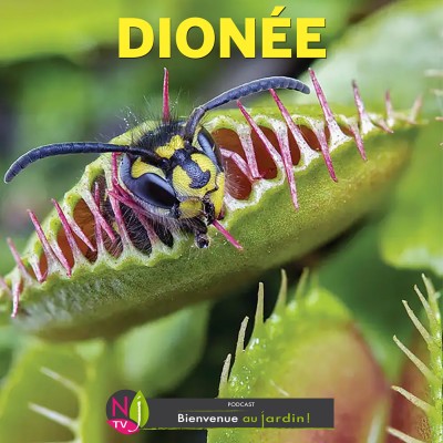 HISTOIRES BOTANIQUES: LA DIONÉE, LA PLANTE PIÈGE-A-LOUP AUX MÂCHOIRES FATALES cover