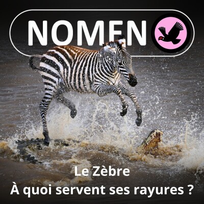 S01E78 Le Zèbre : À quoi servent ses rayures ? cover