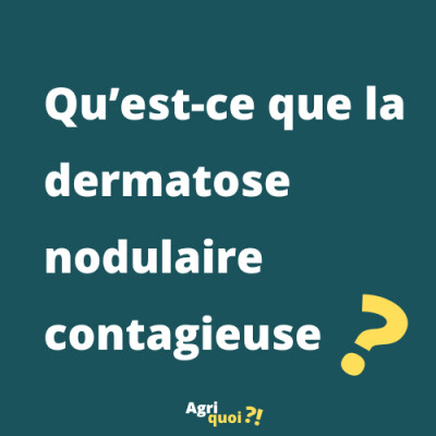 C'est quoi la dermatose nodulaire contagieuse ? cover