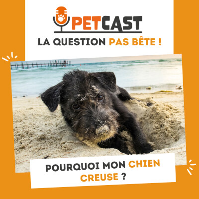 Pourquoi mon chien creuse ? cover
