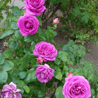 Les Roses de COCO cover