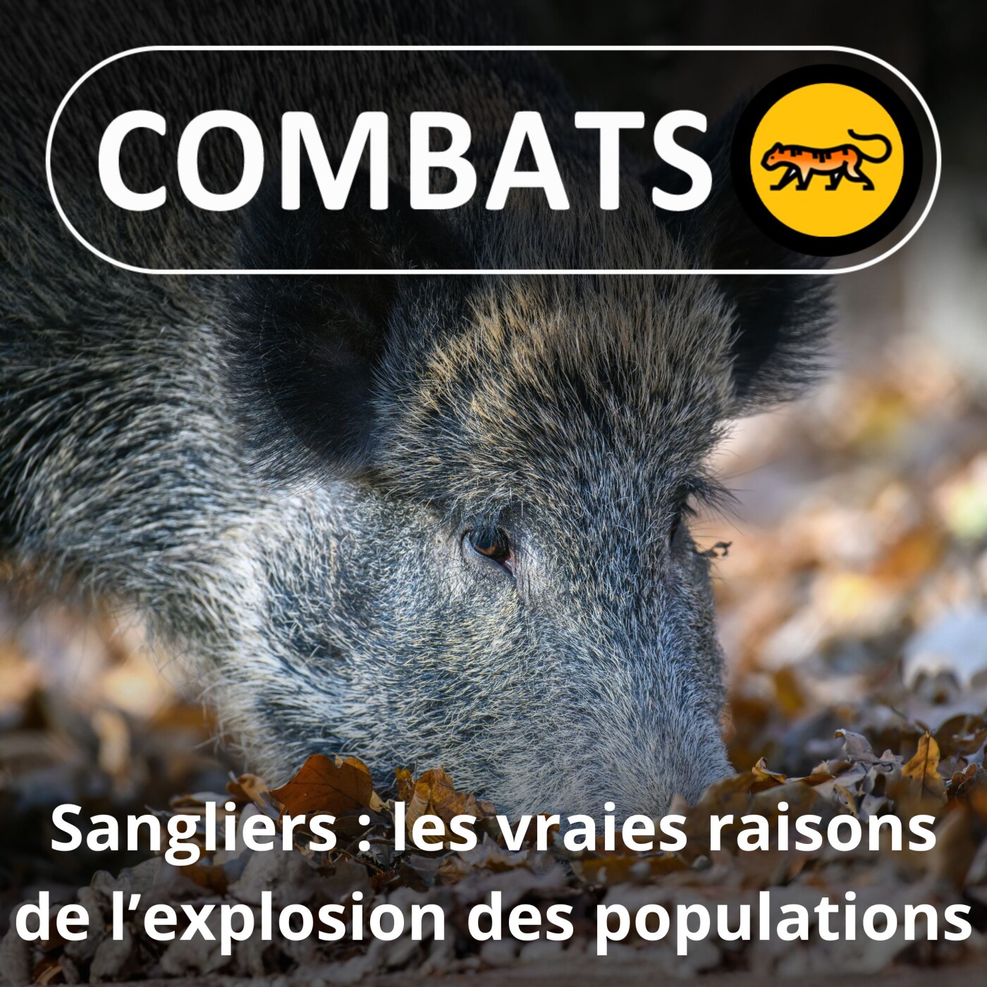 S05E35 Sangliers : pourquoi la prolifération, comment la stopper ?