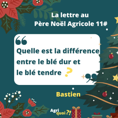 Lettre au Père Noël agricole 11 : Quelle est la différence entre le blé dur et le blé tendre en agriculture ? cover