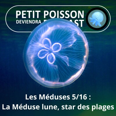 S04E05 Méduses 5/16 : Une célébrité des plages, Aurelia aurita, aka la Méduse lune cover