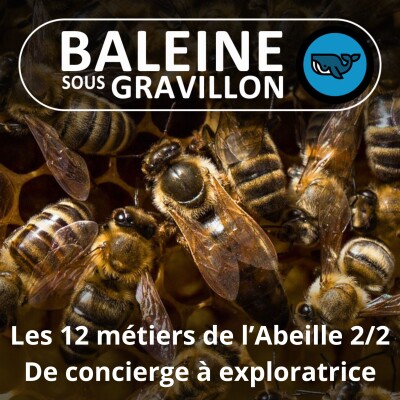 S05E10 Les 12 métiers de l'abeille 2/2 : De concierge à exploratrice... (Dominique Cena) cover