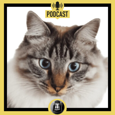 Les coulisses de l'artisanat - Prendre soin de ses animaux avec Bigloo and co ! cover