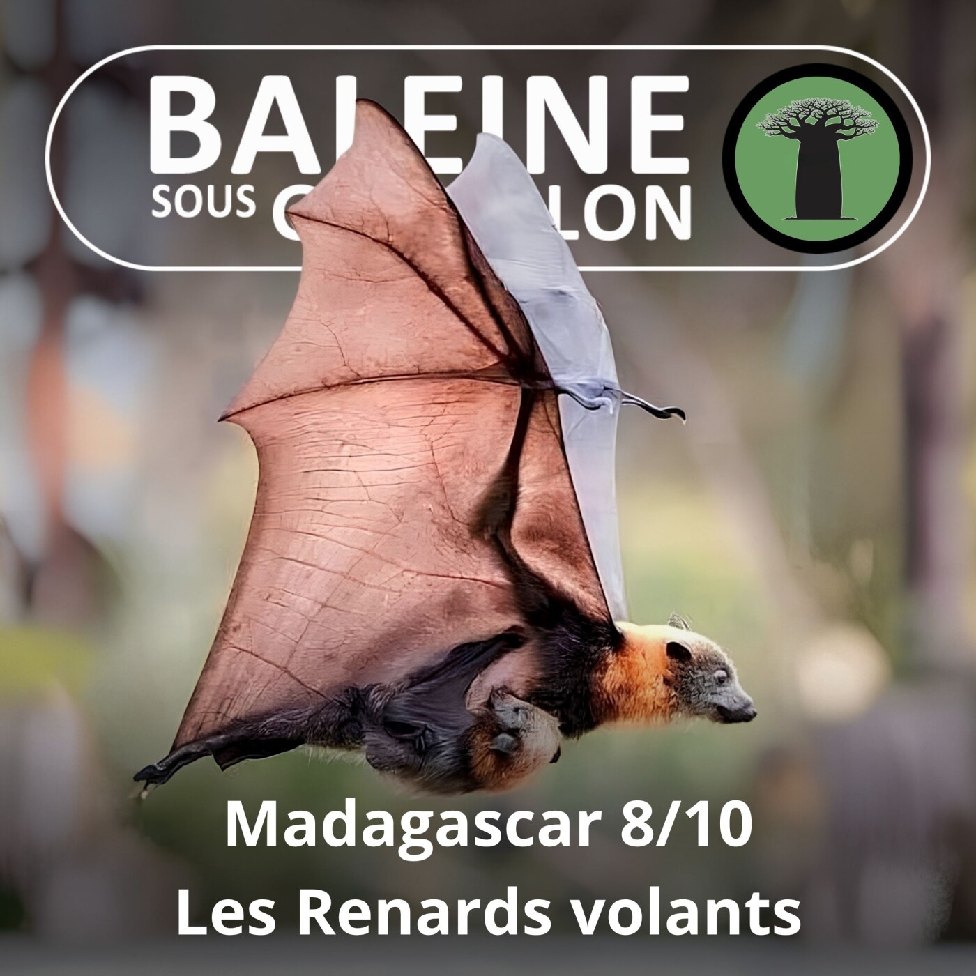 S03E47 Madagascar 8/10 : des Renards volants au Potamochère episode artwork