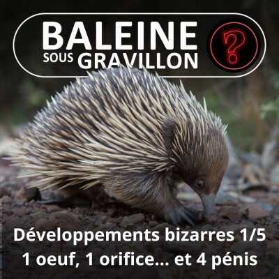 S07E126 Vous avez dit bizarre ? Développement 1/5 : L'Échidné, 1 œuf, 1 orifice... et 4 pénis cover