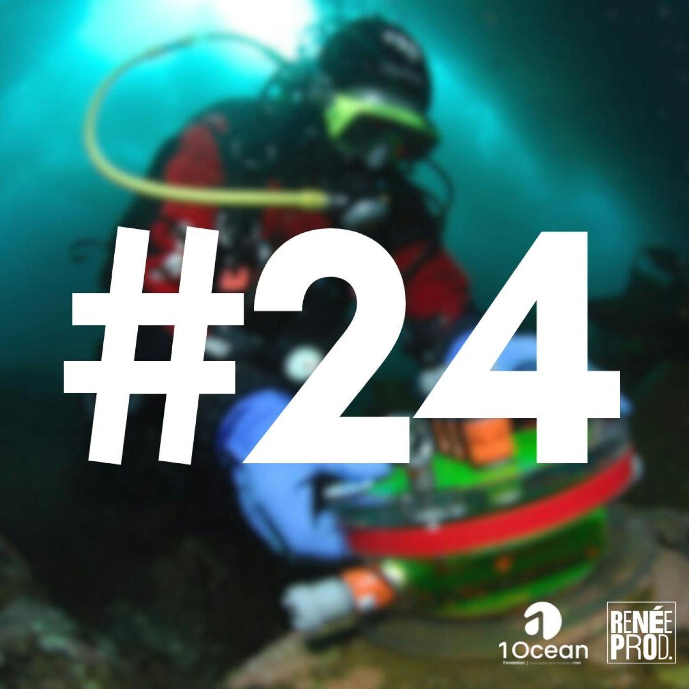 Plongeon avec les coquillages