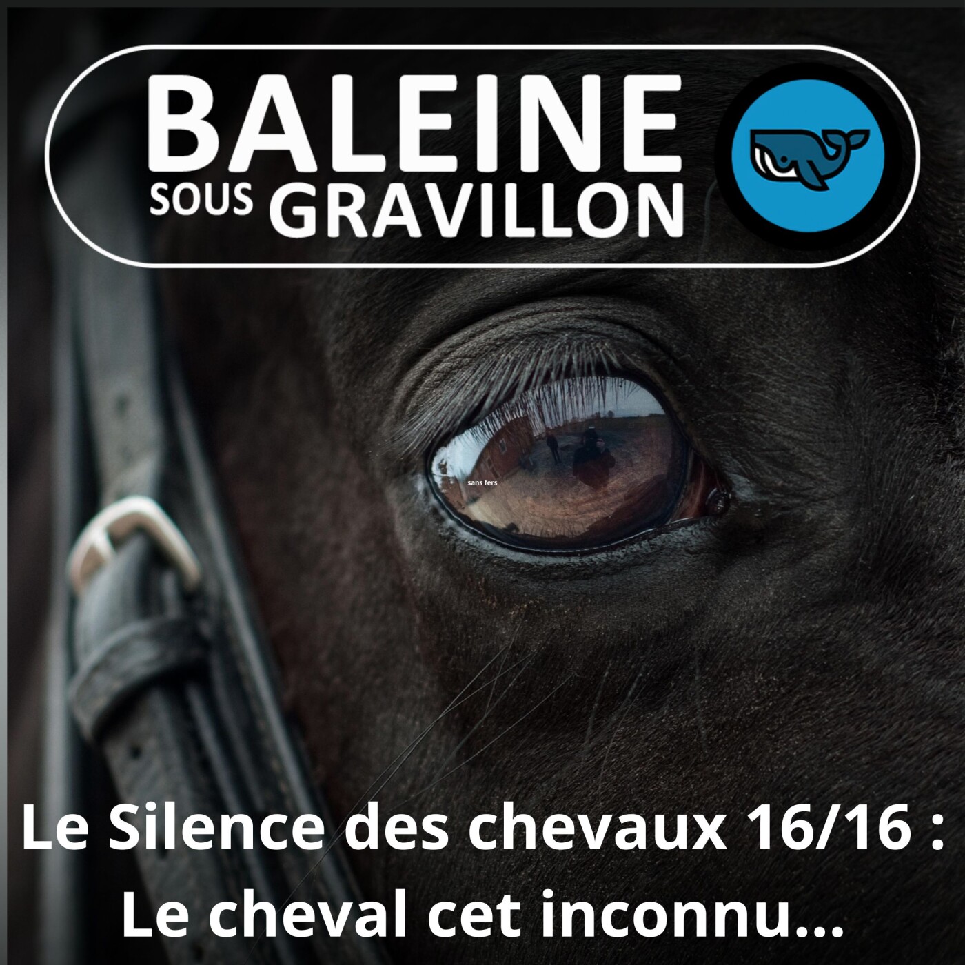 S06E50 Le Silence des chevaux 16/16 : Ce que vous ignoriez sur "la plus noble conquête de l'humain"