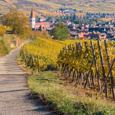 Vignoble colmarien : La musique baroque au cœur des vignes cover
