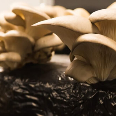 Des champignons six pieds sous Paris ! cover