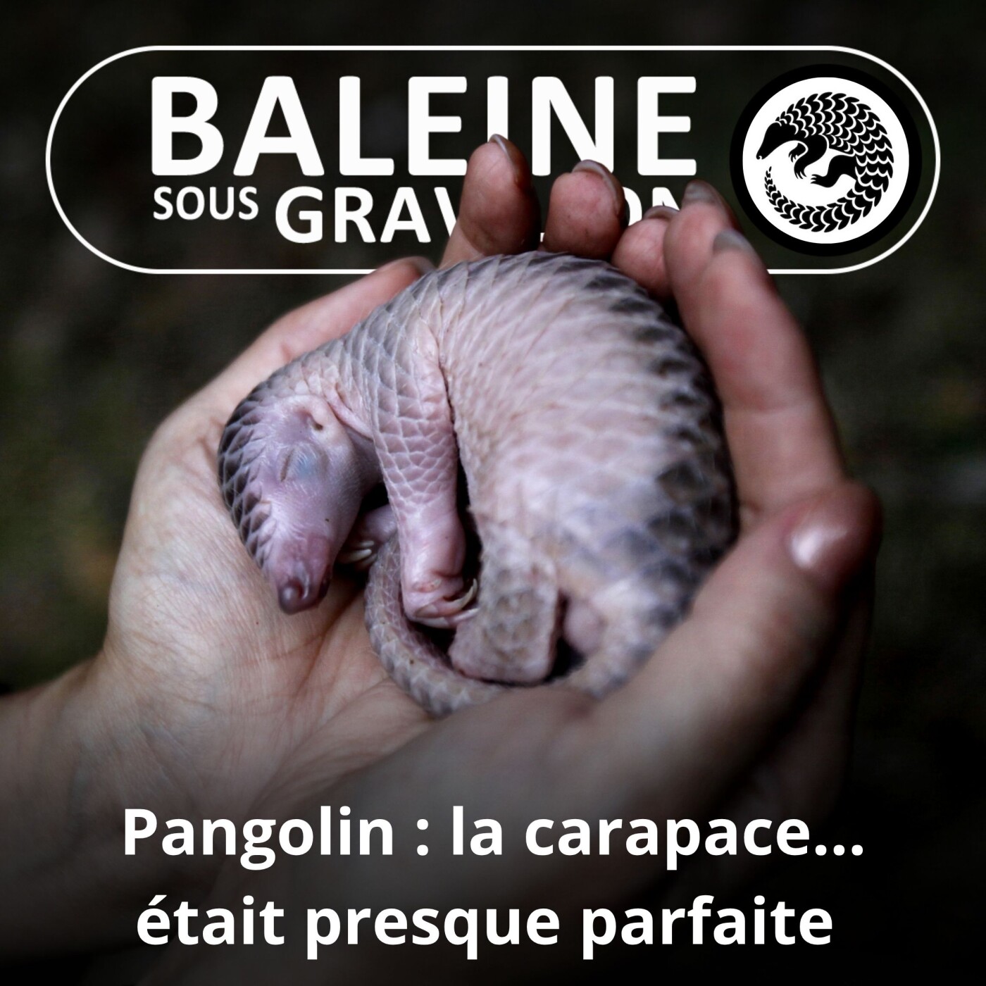 S01E03 Pangolin : la carapace était presque parfaite episode artwork