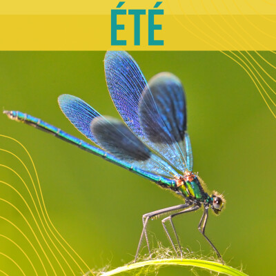 CHRONIQUES DE LA NATURE - Été (3/4) cover