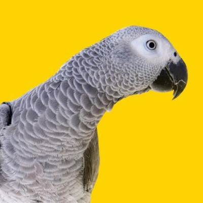 Thème musical - extrait cover