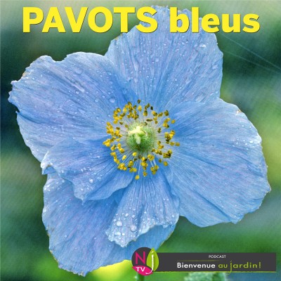 HISTOIRES BOTANIQUES: LES FABULEUX PAVOTS BLEUS DE L’HIMALAYA cover
