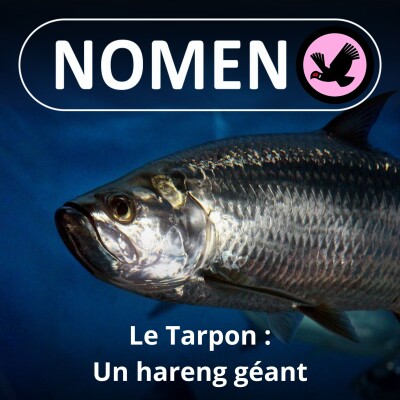 S02E43 Le Tarpon : un hareng géant très prisé des pêcheurs "sportifs" ... cover