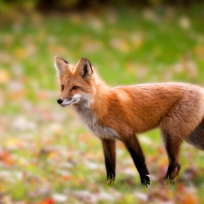La minute nature des CM - #2 Le renard cover