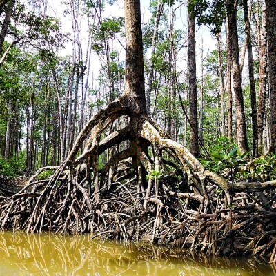 Episode #85: Words With The Root DR cover