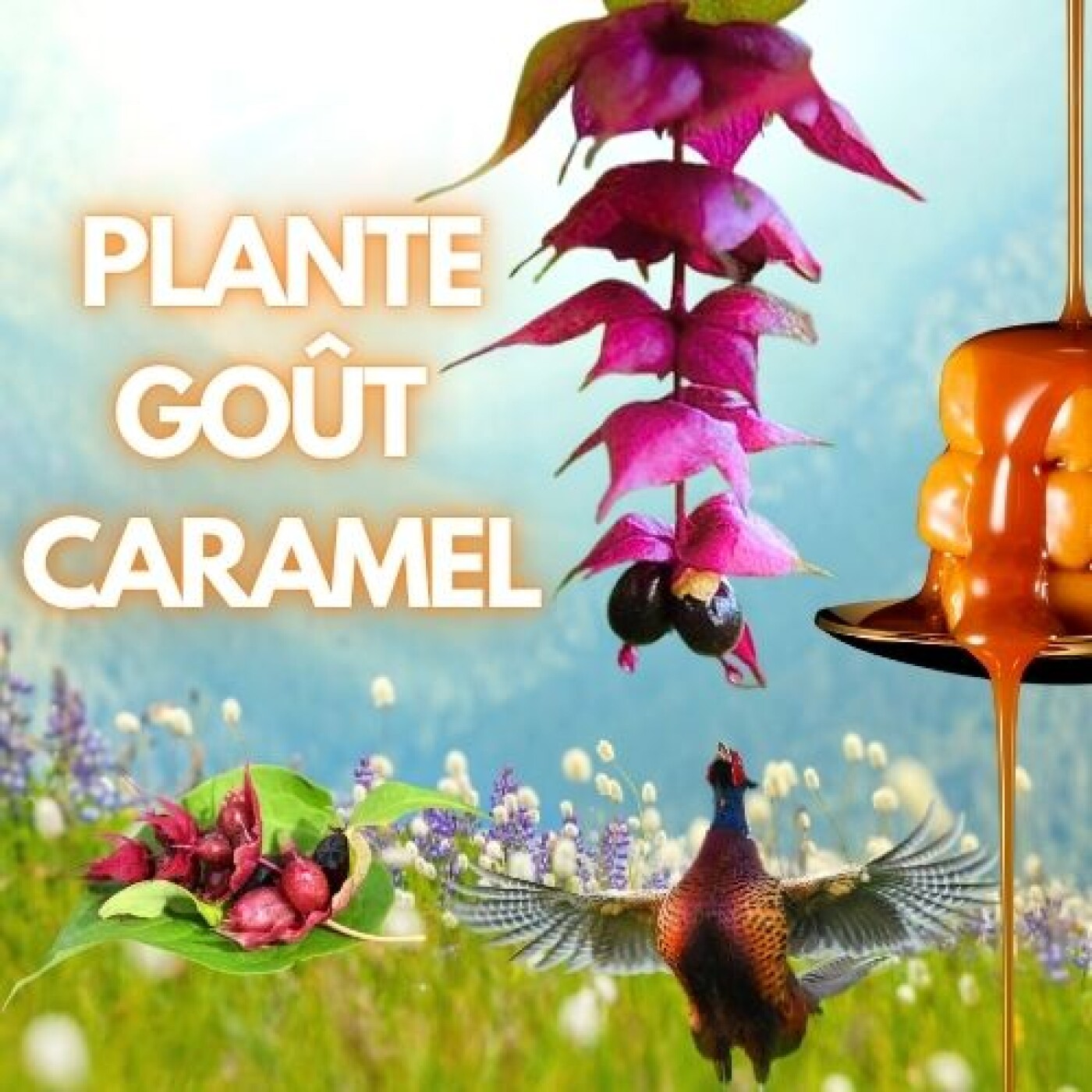 Arbre aux faisans tu croiras jamais son parfum !