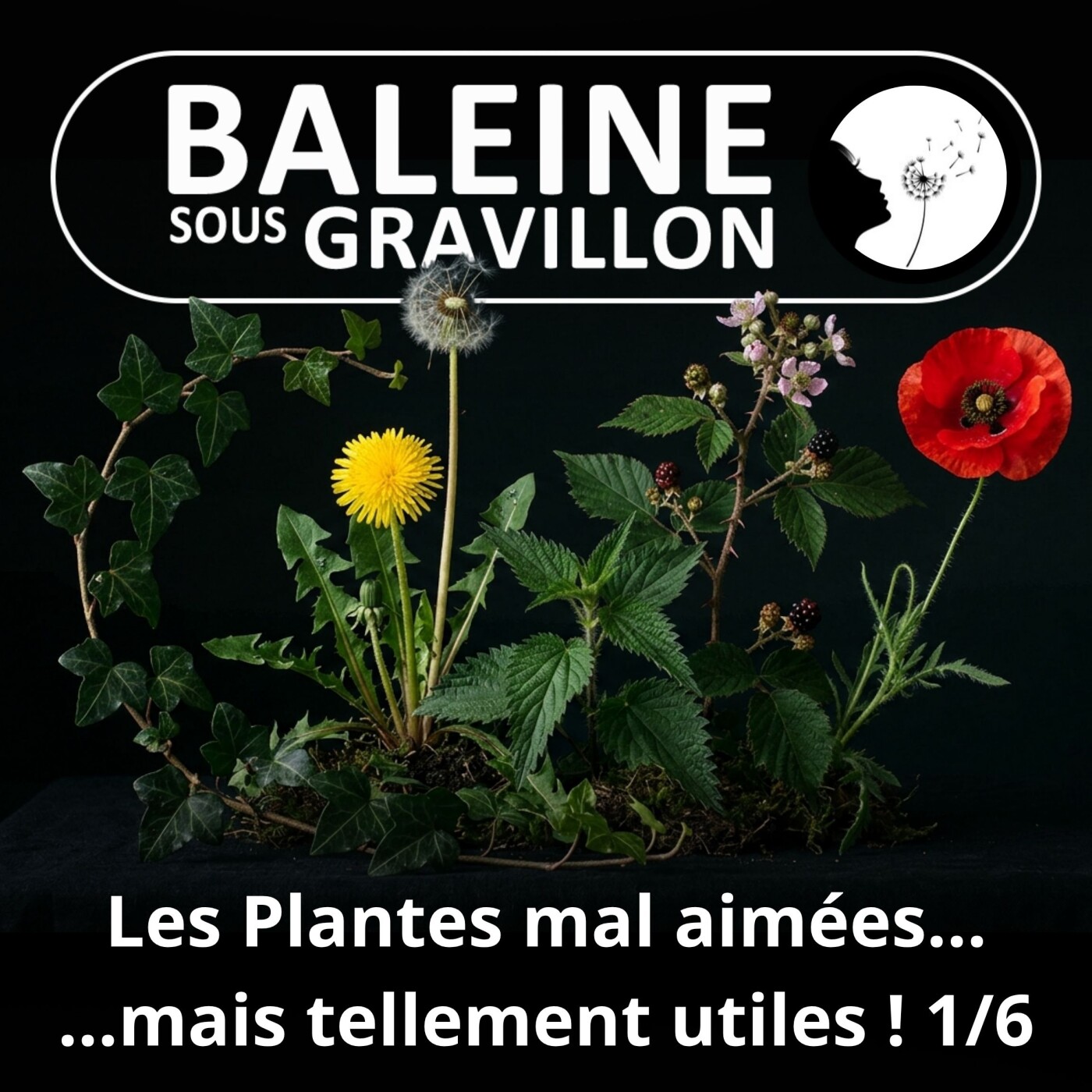 S03E26 Ces plantes mal aimées pourtant si utiles 1/6 : Ludivine Delamare (naturaliste) episode artwork