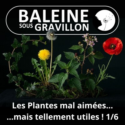 S03E26 Ces plantes mal aimées pourtant si utiles 1/6 : Ludivine Delamare (naturaliste) cover