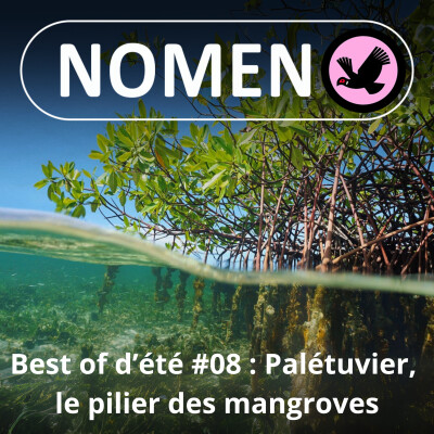 BEST OF D'ÉTÉ #08 : Le Palétuvier, pilier des mangroves cover