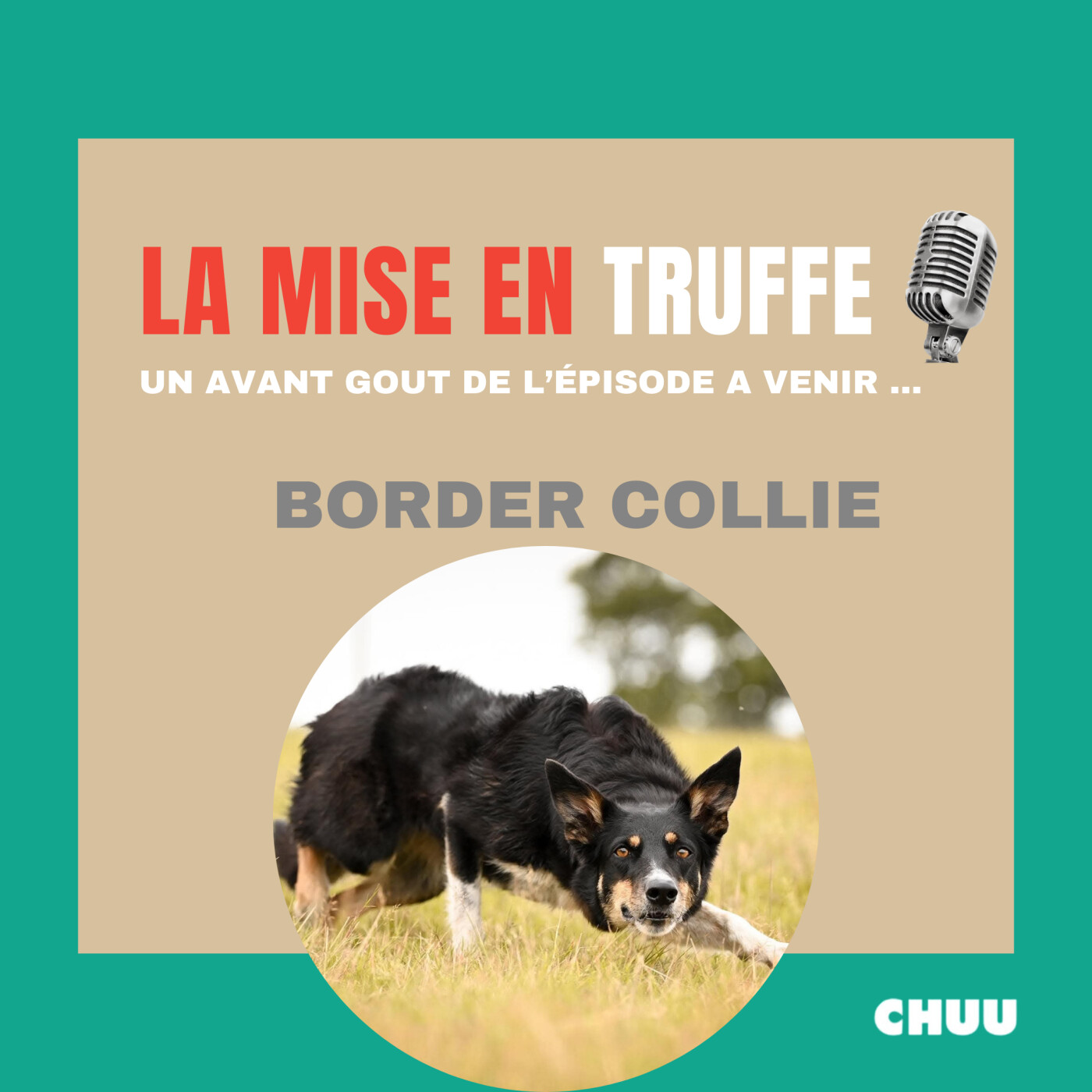 [MISE EN TRUFFE] Border Collie - Le chien de travail par excellence