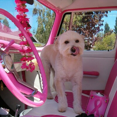 Une pause qui a du chien ! cover