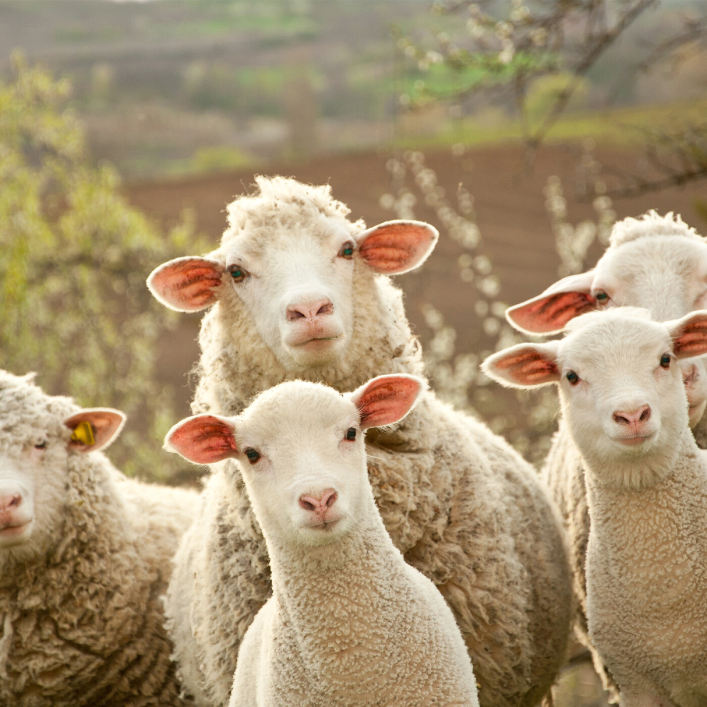 Eco)Regions : Dans le monde agricole