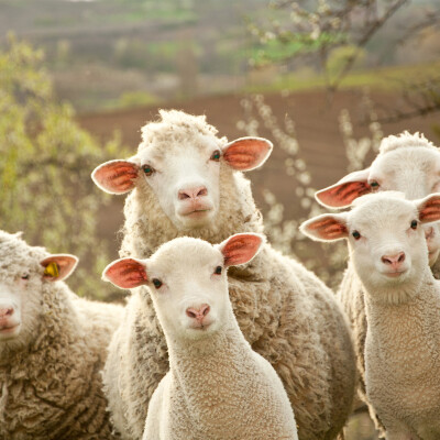 Eco)Regions : Dans le monde agricole cover