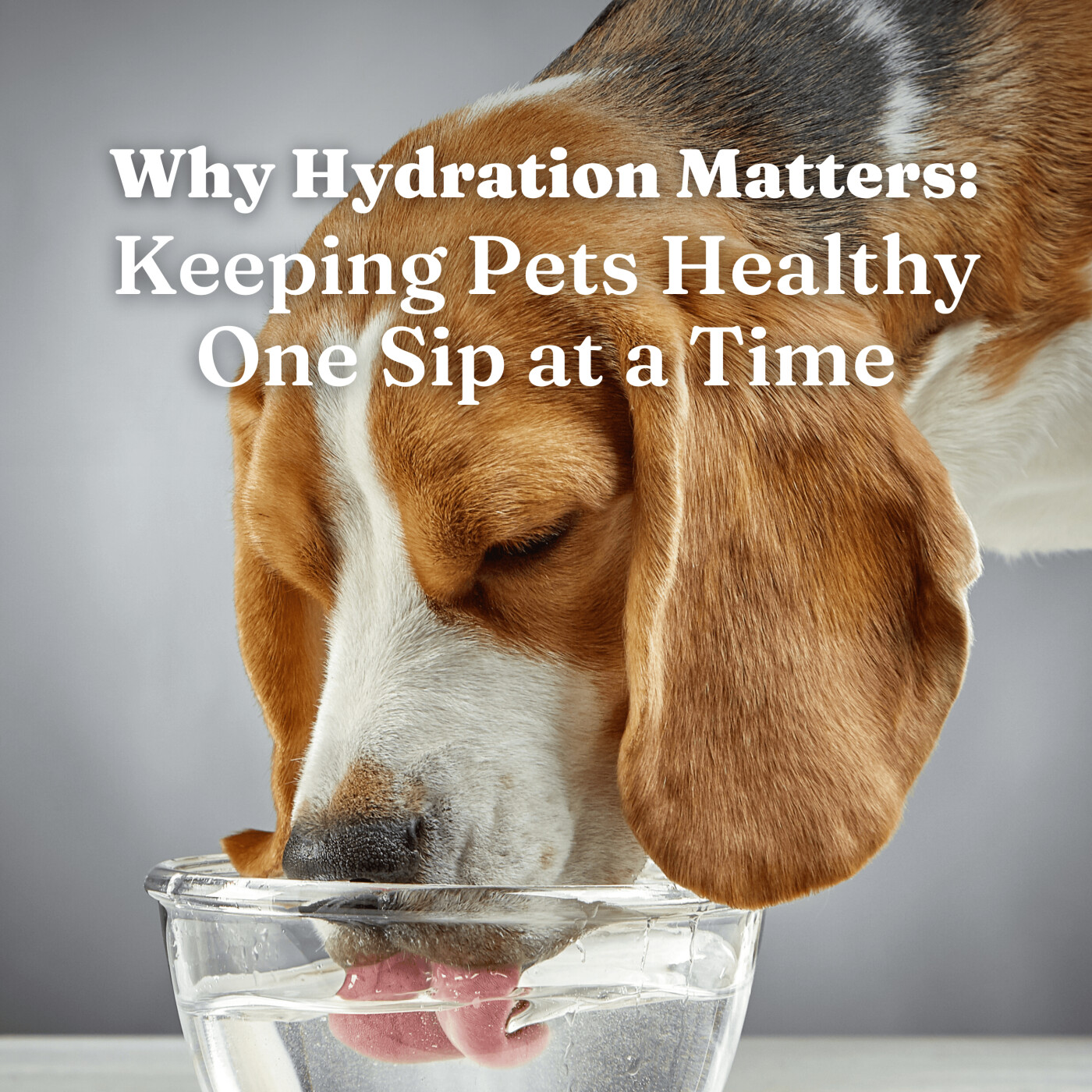 Why Hydration Matters: Keeping Your Pet Hydrated One Sip at a Time episode artwork