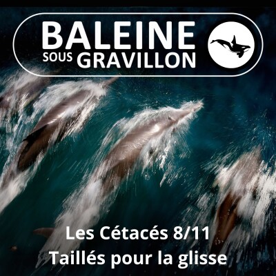 S03E60 Les Cétacés 8 : Taillés pour la glisse cover