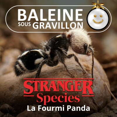 STRANGER SPECIES 3/12 : La Fourmi Panda cover