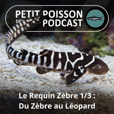 S02E28 Le Requin Zèbre 1/3 : Le juvénile est Zèbre et l'adulte plutôt Léopard cover