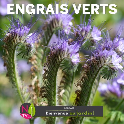 PAROLES D'EXPERTS: ENGRAIS VERTS : LES CONNAÎTRE ET BIEN LES UTILISER cover