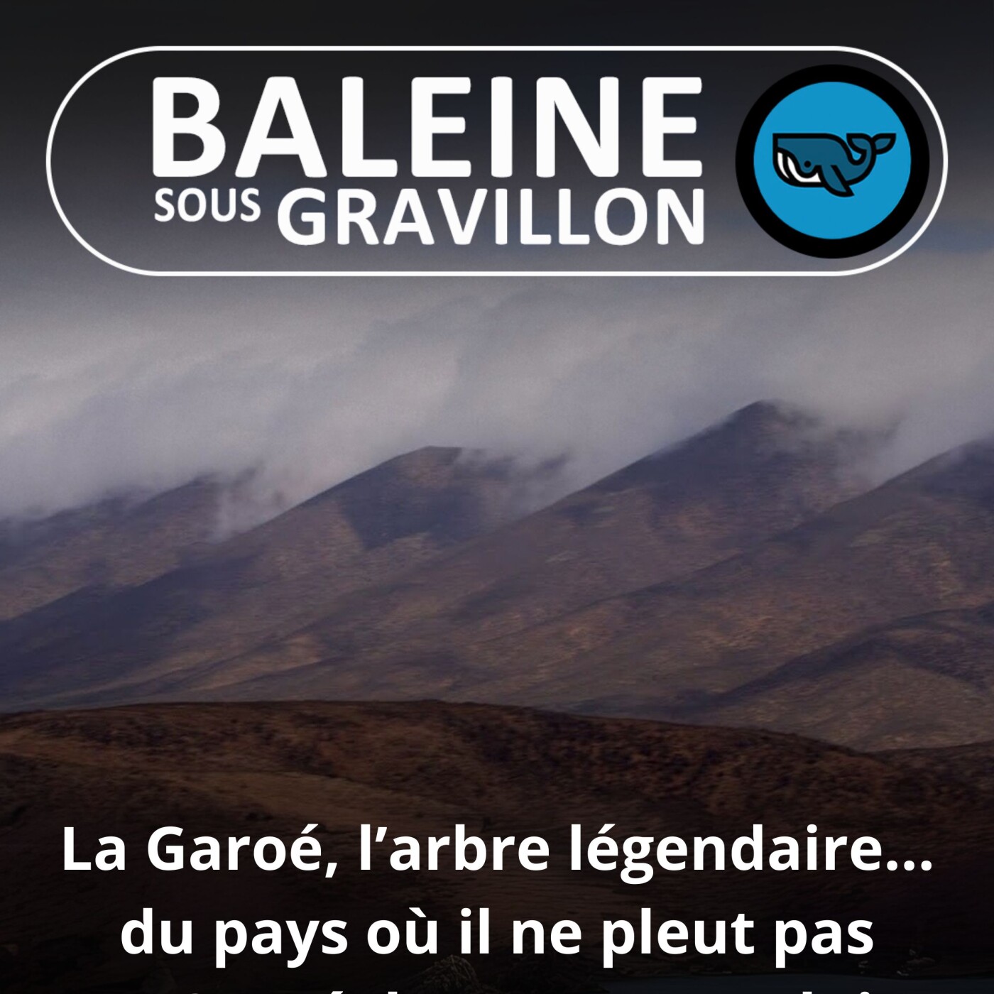 S01E17 Garoé : Un arbre légendaire... d'un pays où il ne pleut pas
