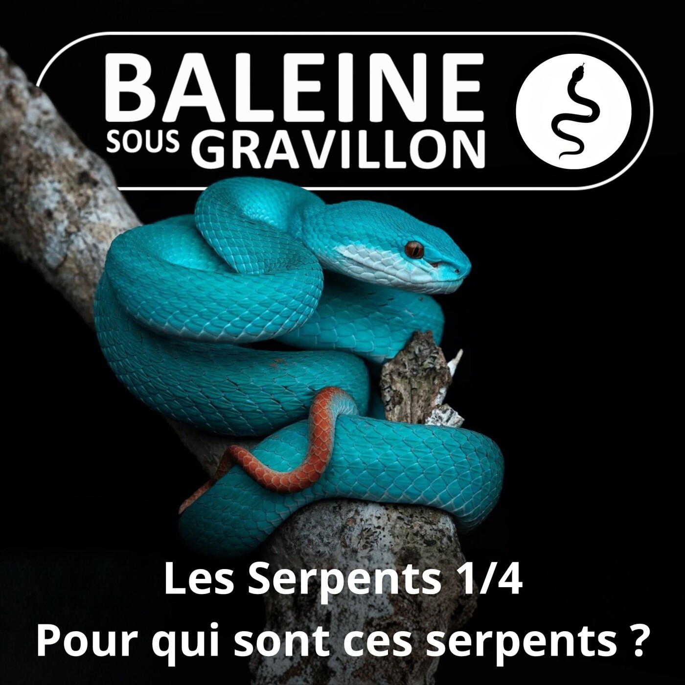 S02E44 Les Serpents 1/4 : Pour qui sont ces serpents... ? (Rémy Falchi) episode artwork