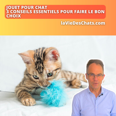 JOUET POUR CHAT, 3 CONSEILS ESSENTIELS POUR FAIRE LE BON CHOIX cover