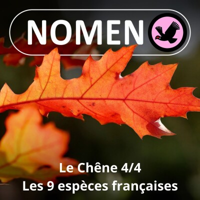 S01E73 Le Chêne 4/4 : Sessile, pédonculé, pubescent, liège, vert, tauzin... Les 9 espèces françaises cover