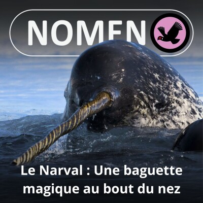 S05E17 Le Narval : La licorne qui venait du froid cover