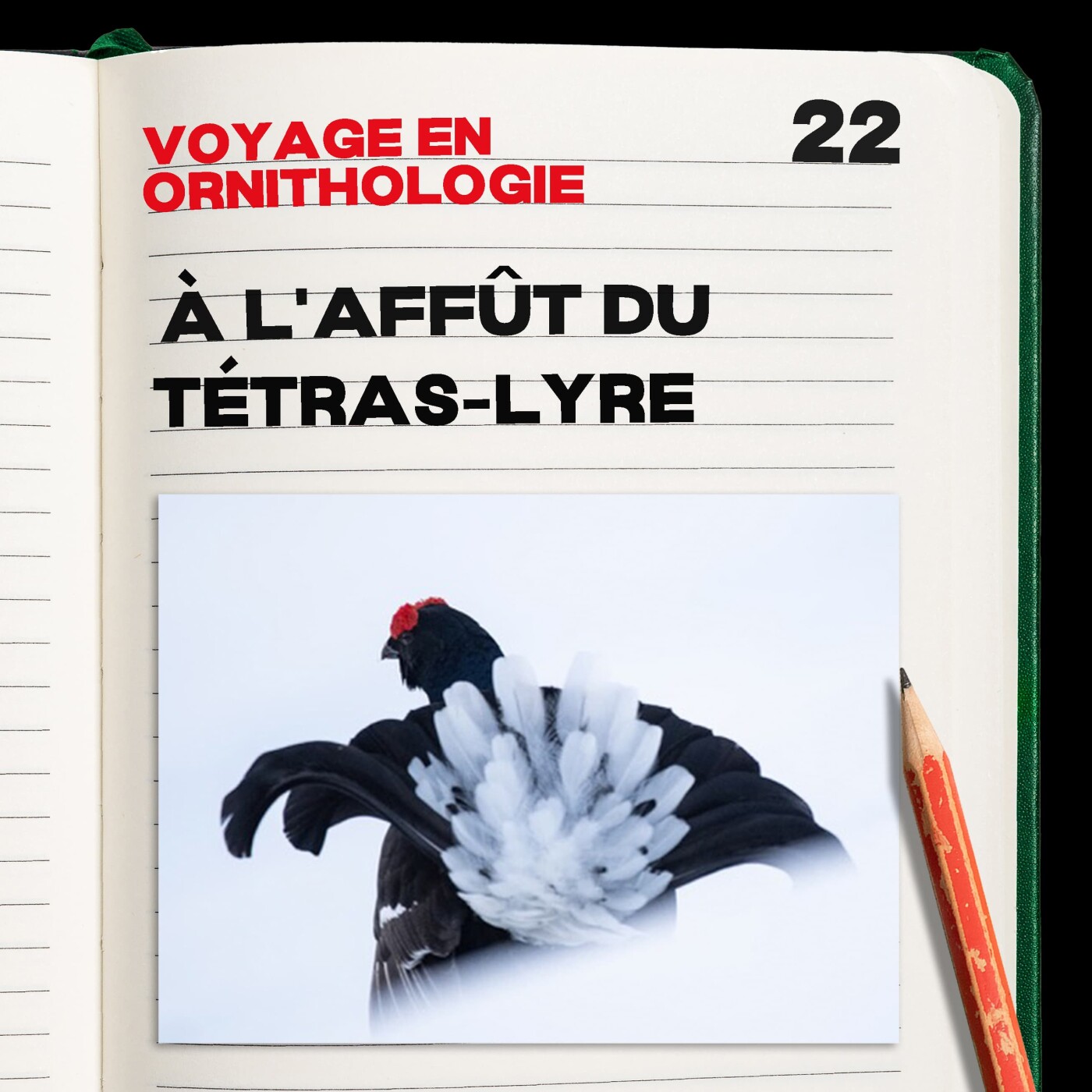 #22. Le voyage en ornithologie - épisode 1 à l'affût du Tétras-Lyre. episode artwork