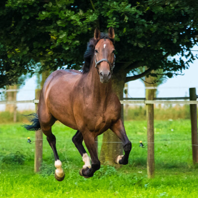 🐎 • Le choix de votre cheval suite cover