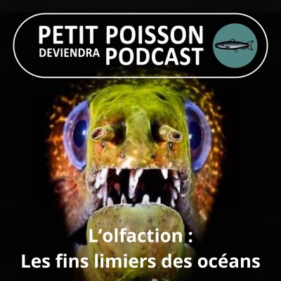 S01E37 L'olfaction : Les poissons sont eux aussi de très fins limiers cover
